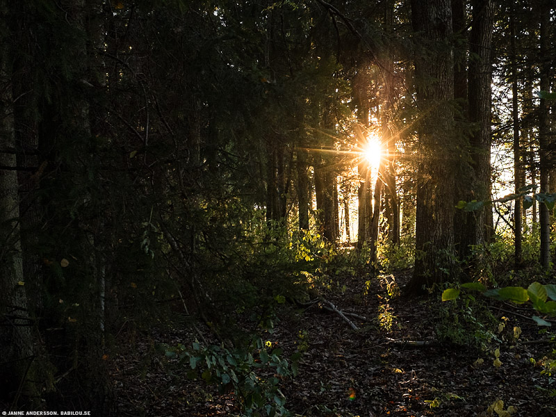 Babilou är i en skog