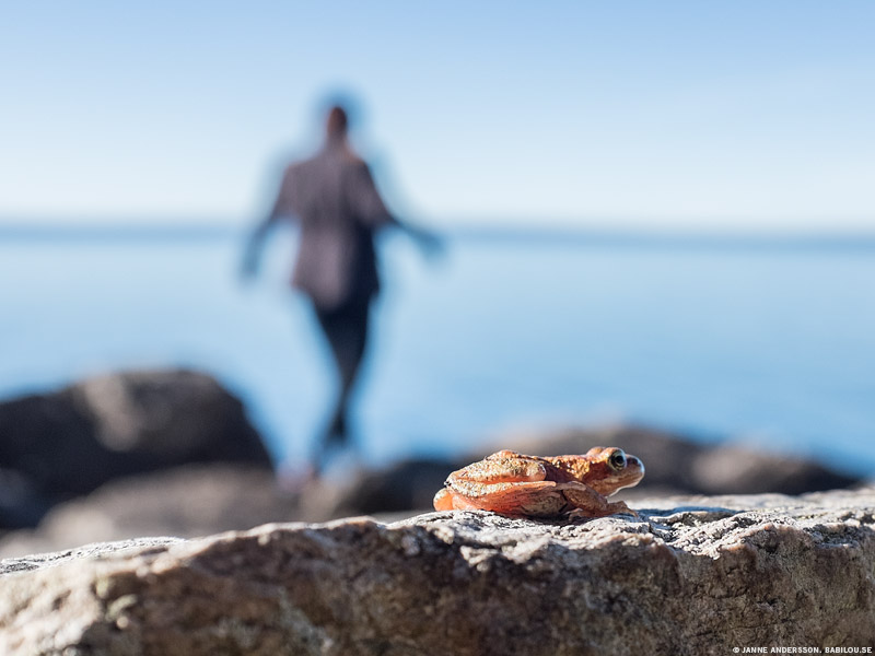 Babilou tar kort på en groda