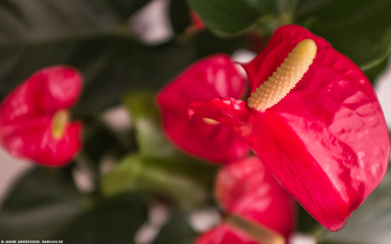 Babilou får en blomma