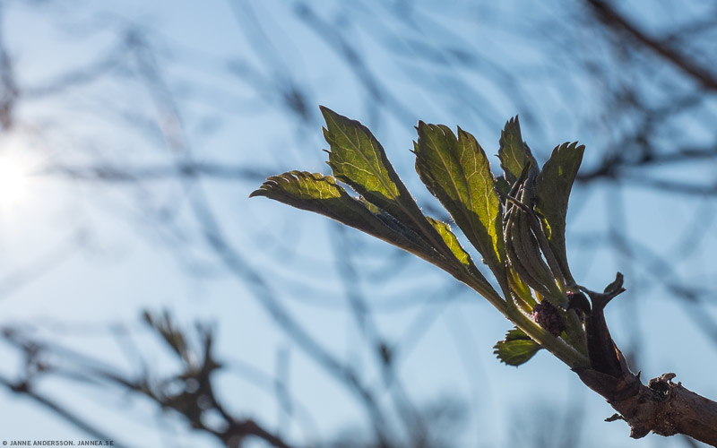 Gröna små blad