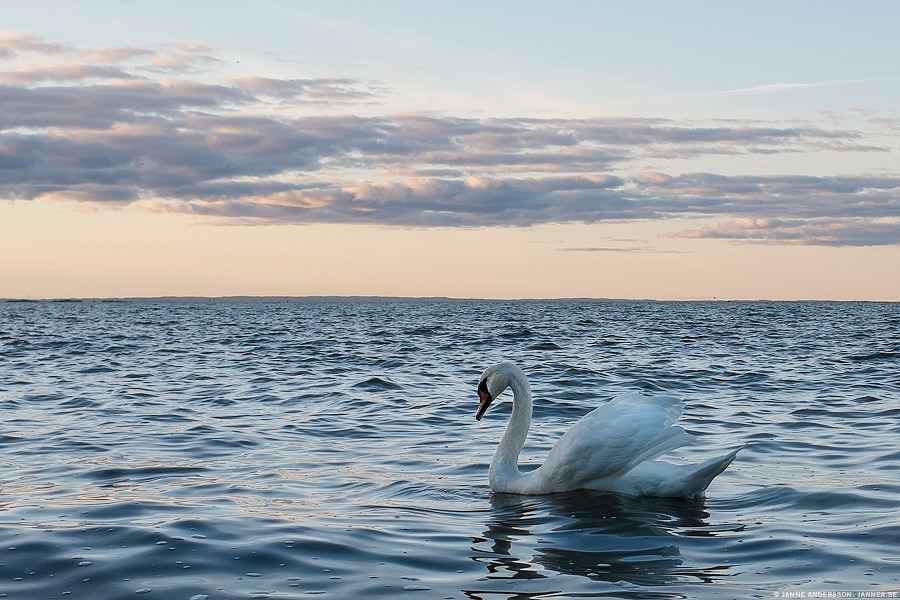 Svan i Vättern | © Janne A