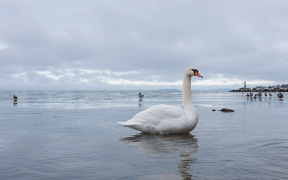 En svan och en sjö | © Janne A