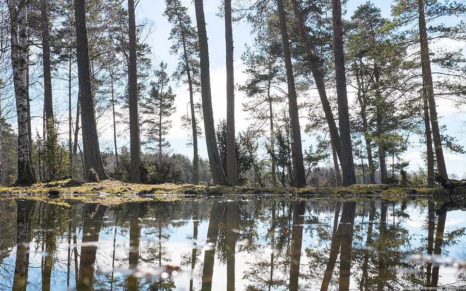 Ett litet kärr vid Tåkern | © Janne A