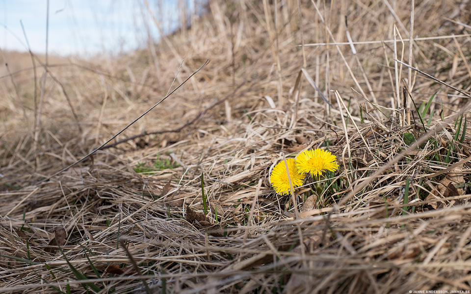 Vårtecken i Tussilago | © Janne AVårtecken i Tussilago | © Janne A