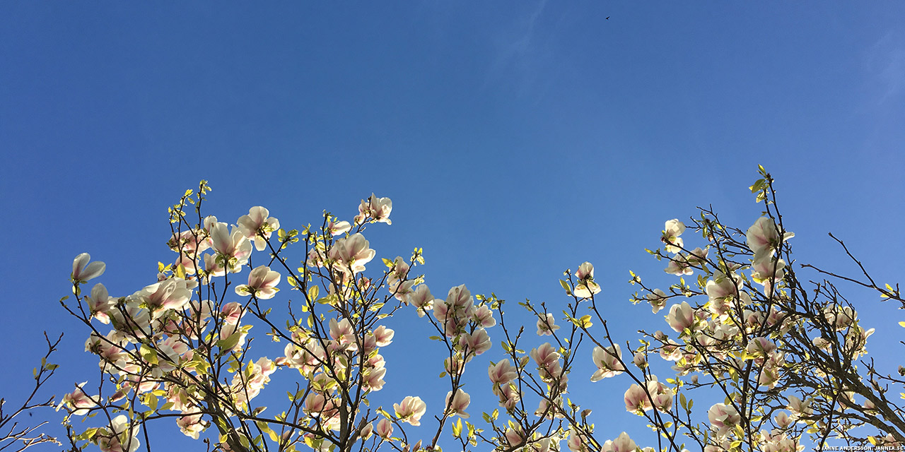 Blommande Magnolia | © Janne A