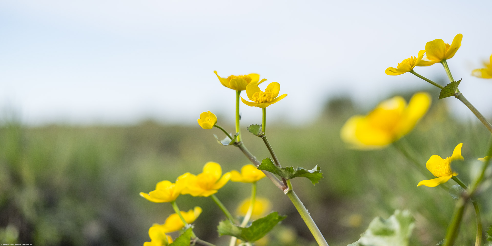 Solgul liten blomma | © Janne A