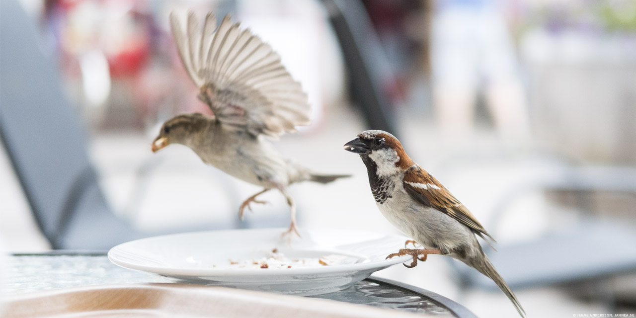 Hungriga små fåglar | © Janne A
