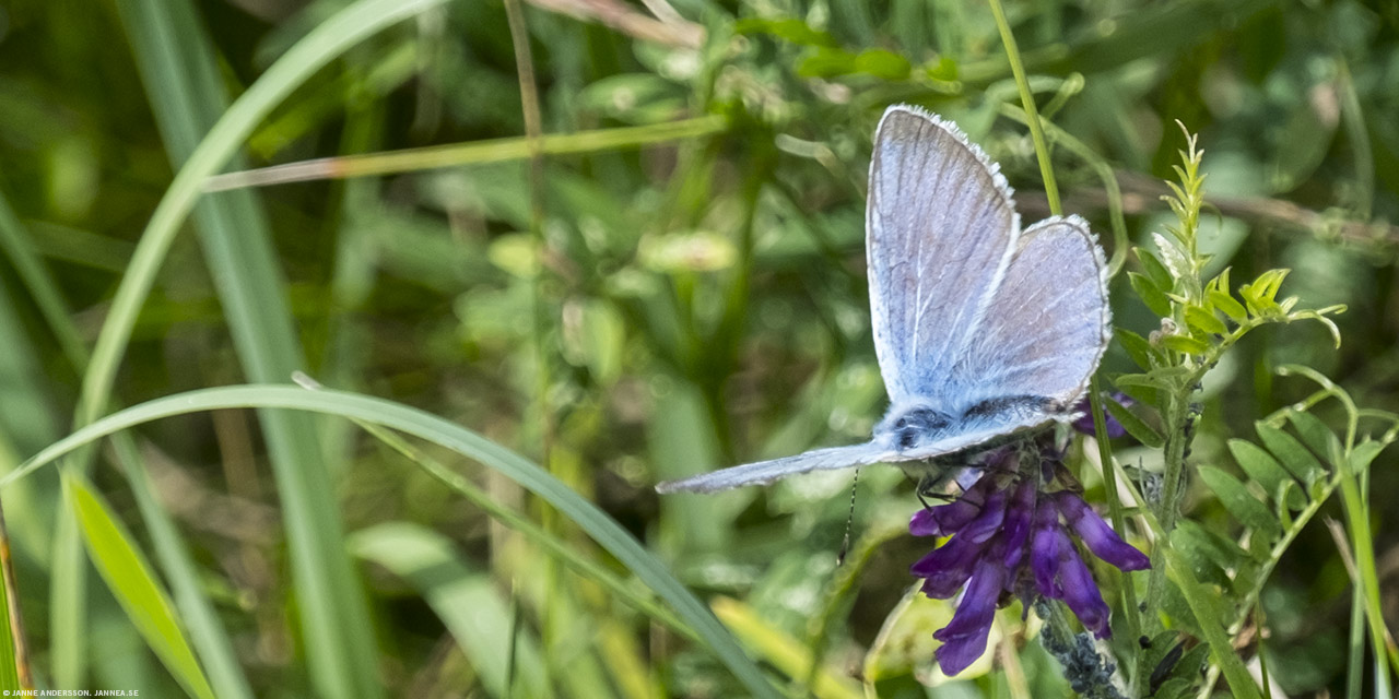 En liten blå fjäril | © Janne A