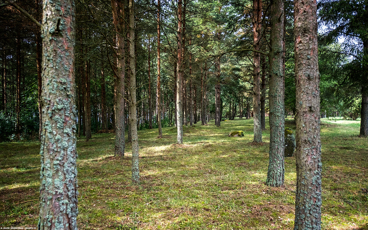 Skog vid Järnevidsudden | © Janne A