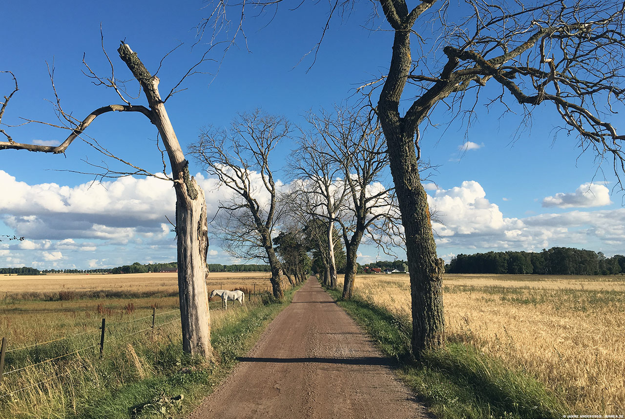 Istället för Tycklingerundan | © Janne