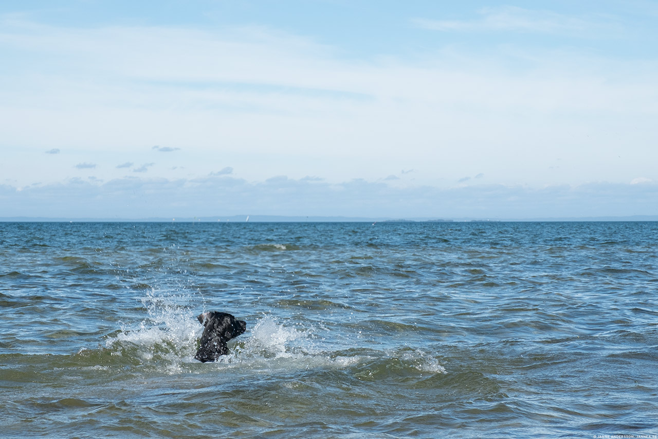 Som sommaren och en blöt hund | © Janne A