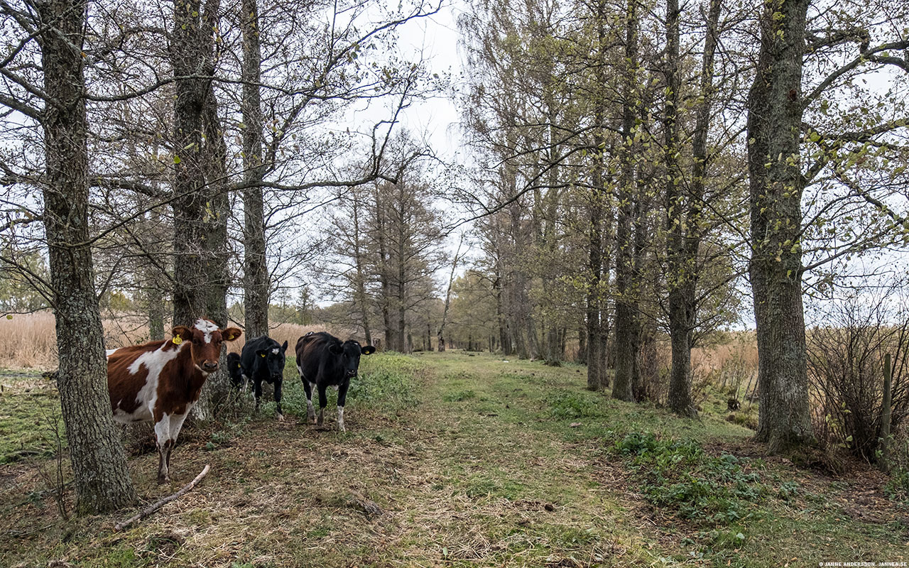 Här är en bild på några kalvar | © Janne A