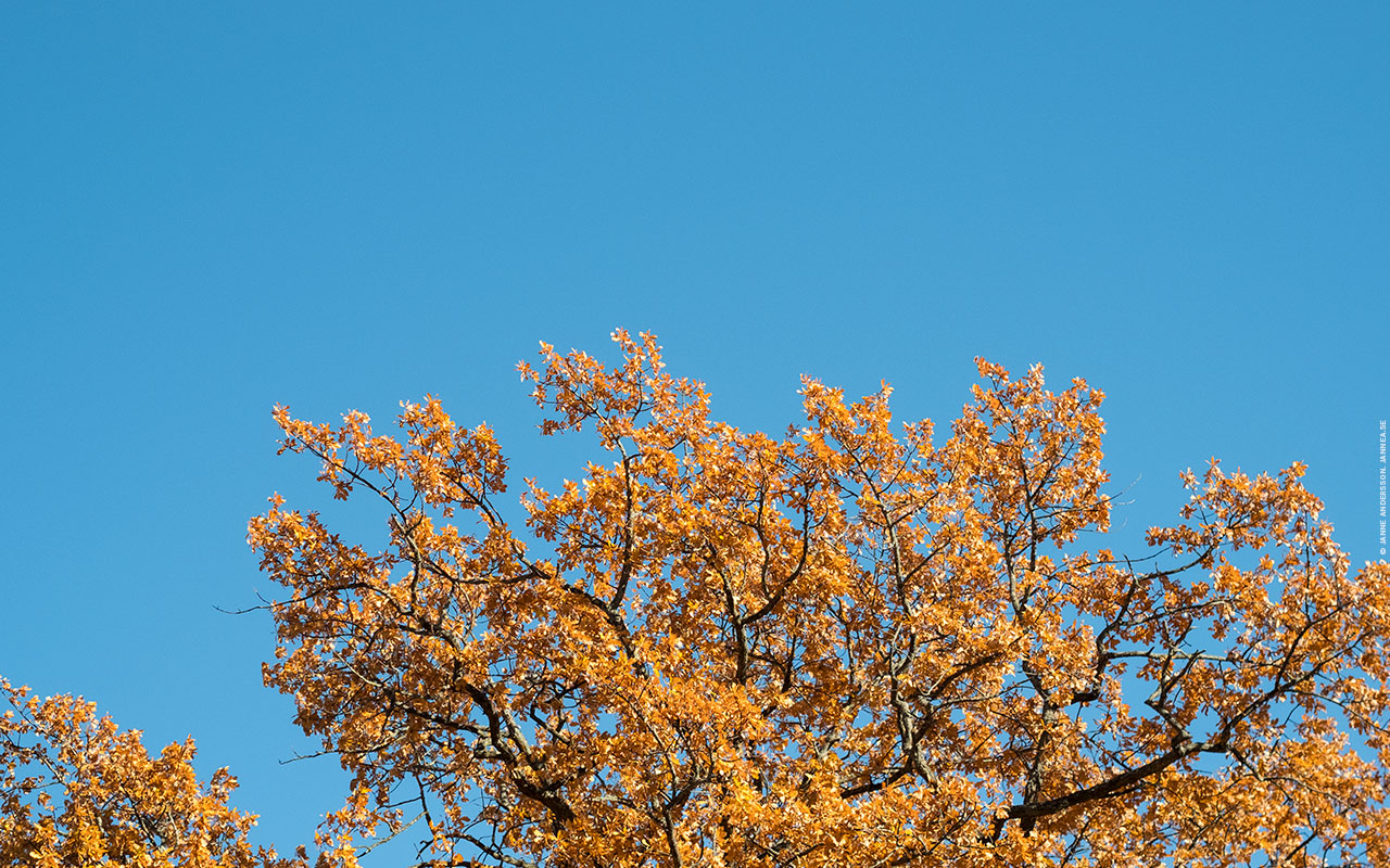 Söndagens blå himmel och klockor som ändrades | © Janne A