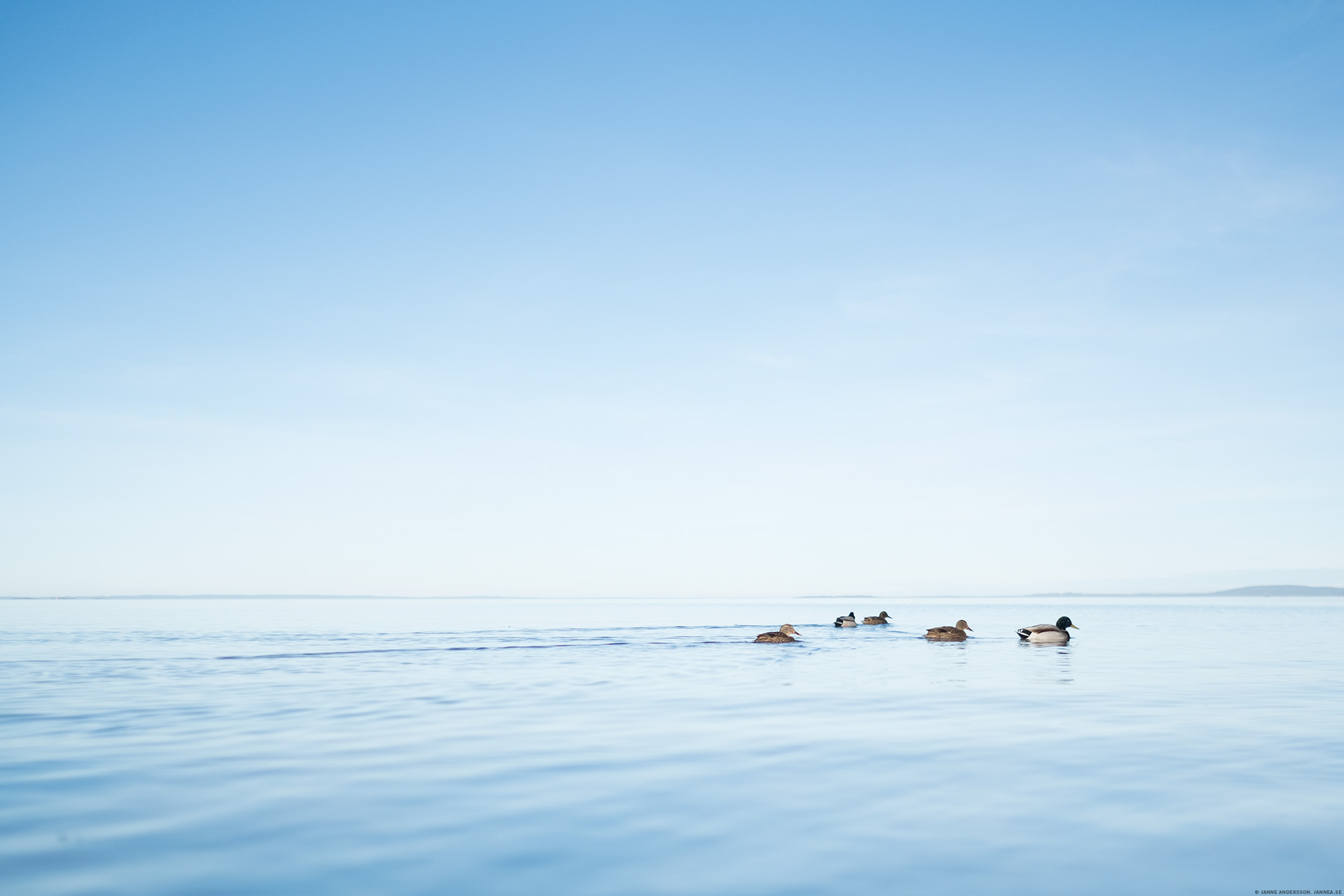 Vättern, med några änder simmandes.