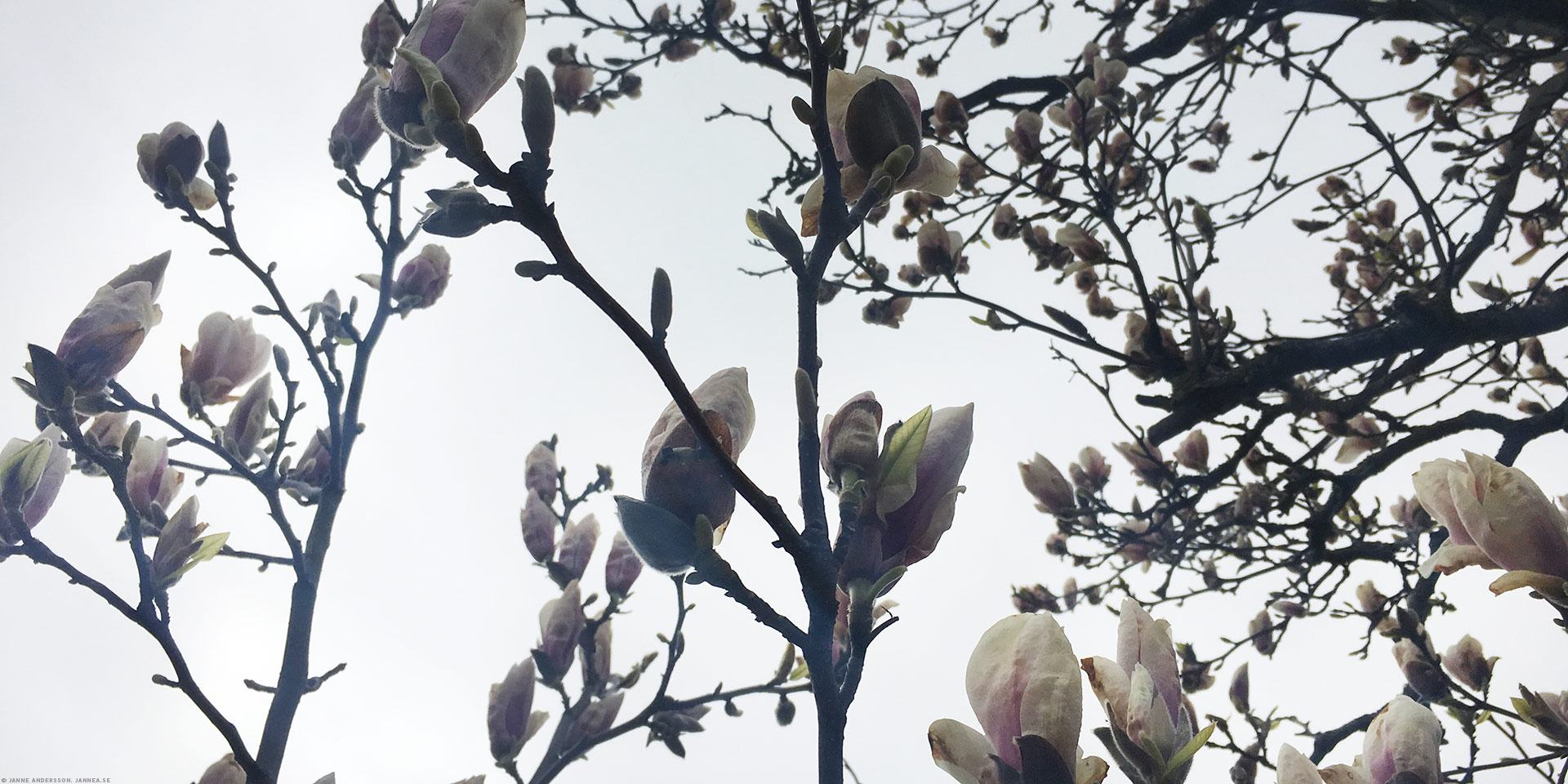 Magnoliaknoppar mot grå himmel | © Janne A