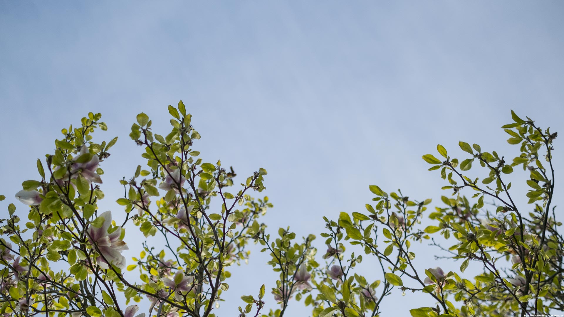Magnoliablommor mot blå himmel | © Janne A