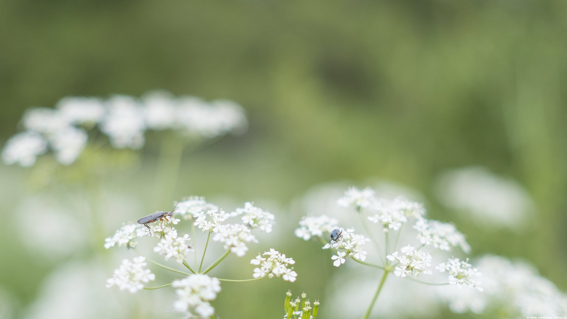 Hundkäx alt. Hundloka (Anthriscus sylvestris) med insekt | © Janne A