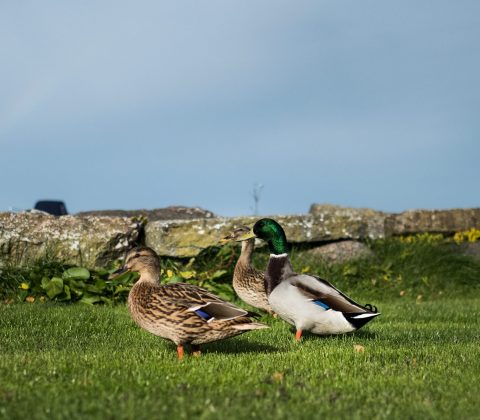 Quack – Gräsänder på gräs | © Janne A
