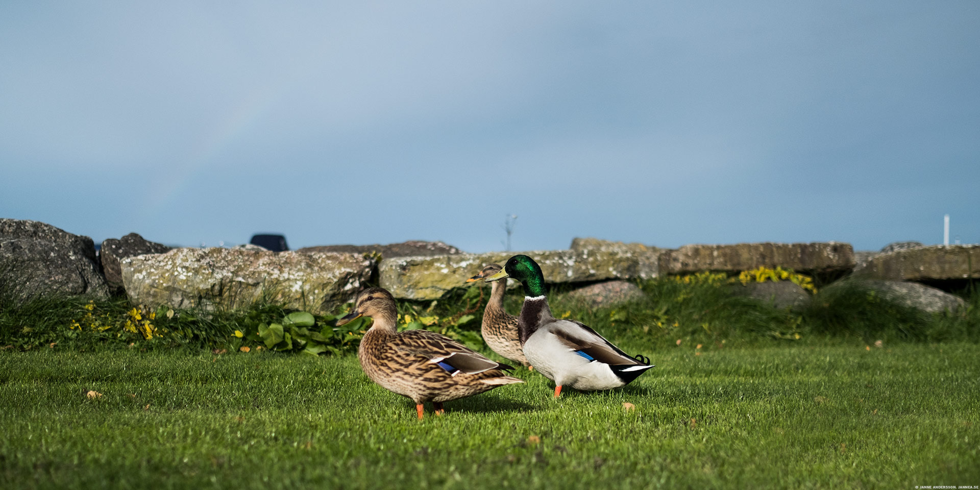 Quack – Gräsänder på gräs | © Janne A
