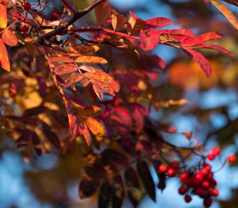 En av väldigt få fördelar med hösten | © Janne A