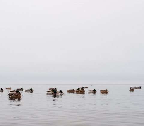 Lake of the day + mallards | © Janne A