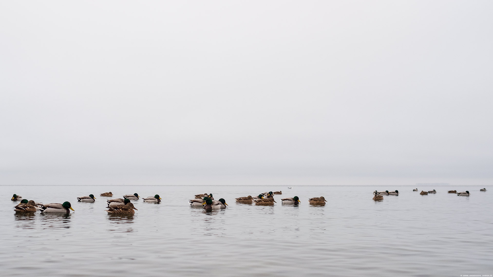 Lake of the day + mallards | © Janne A