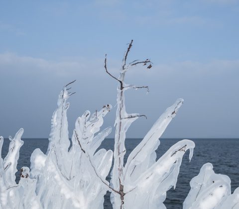 Is på buske ute på hamnpiren, Vadstena | © Janne A