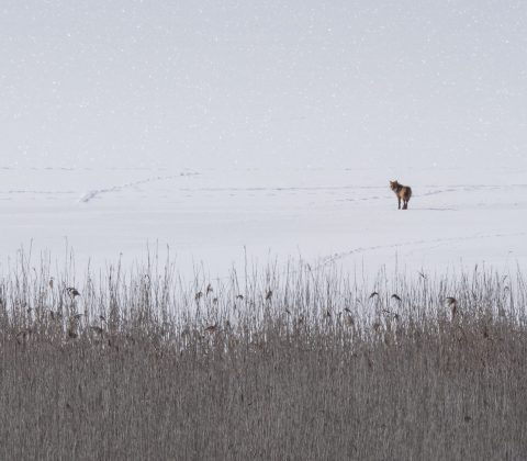 Räven raskar över Tåkerns is | © Janne A
