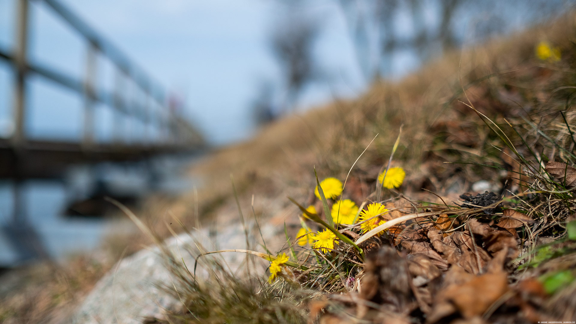 Vårens små tecken | © Janne A