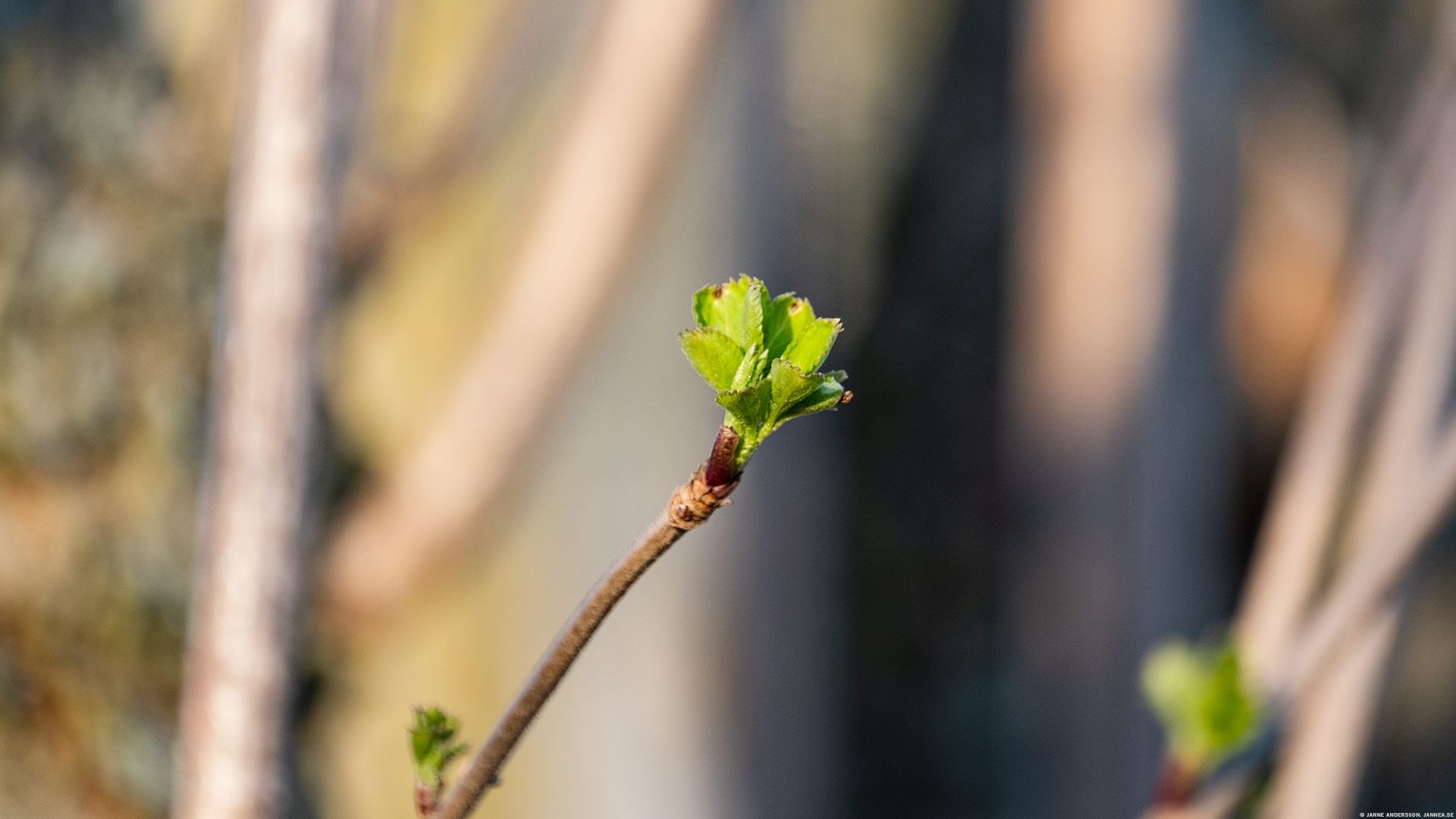 Vårens första lilla grönska | © Janne A