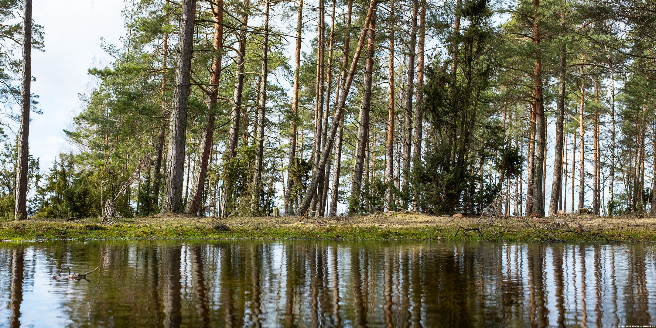Träd som reflekteras i sankmark i skogsparti | © Jan Andersson