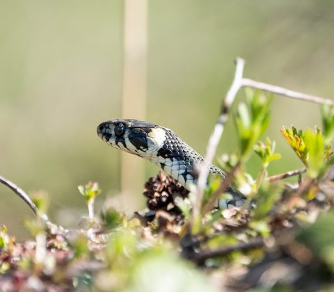 En liten orm som tittar fram | © Jan Andersson