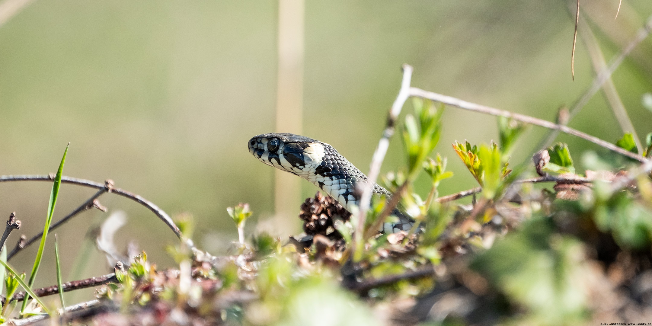 En liten orm som tittar fram | © Jan Andersson