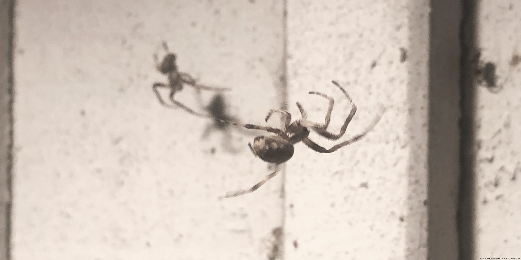 Spindelsäsongen har kickat igång | © Jan Andersson