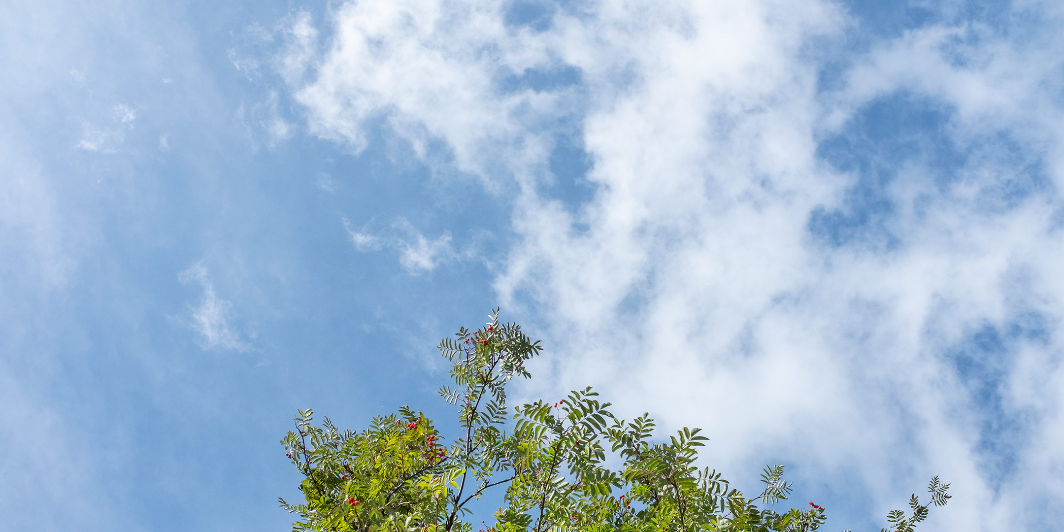 Blå himmel och rönnbärsträd | © Jan Andersson