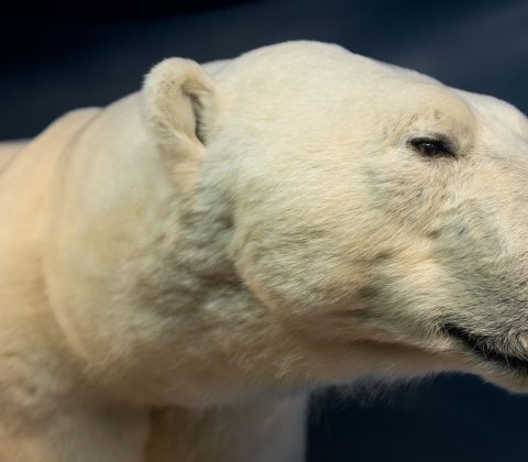 En isbjörn gör ingen sommar | © Jan Andersson