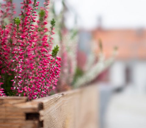 Höstfint på terrassen | © Jan Andersson