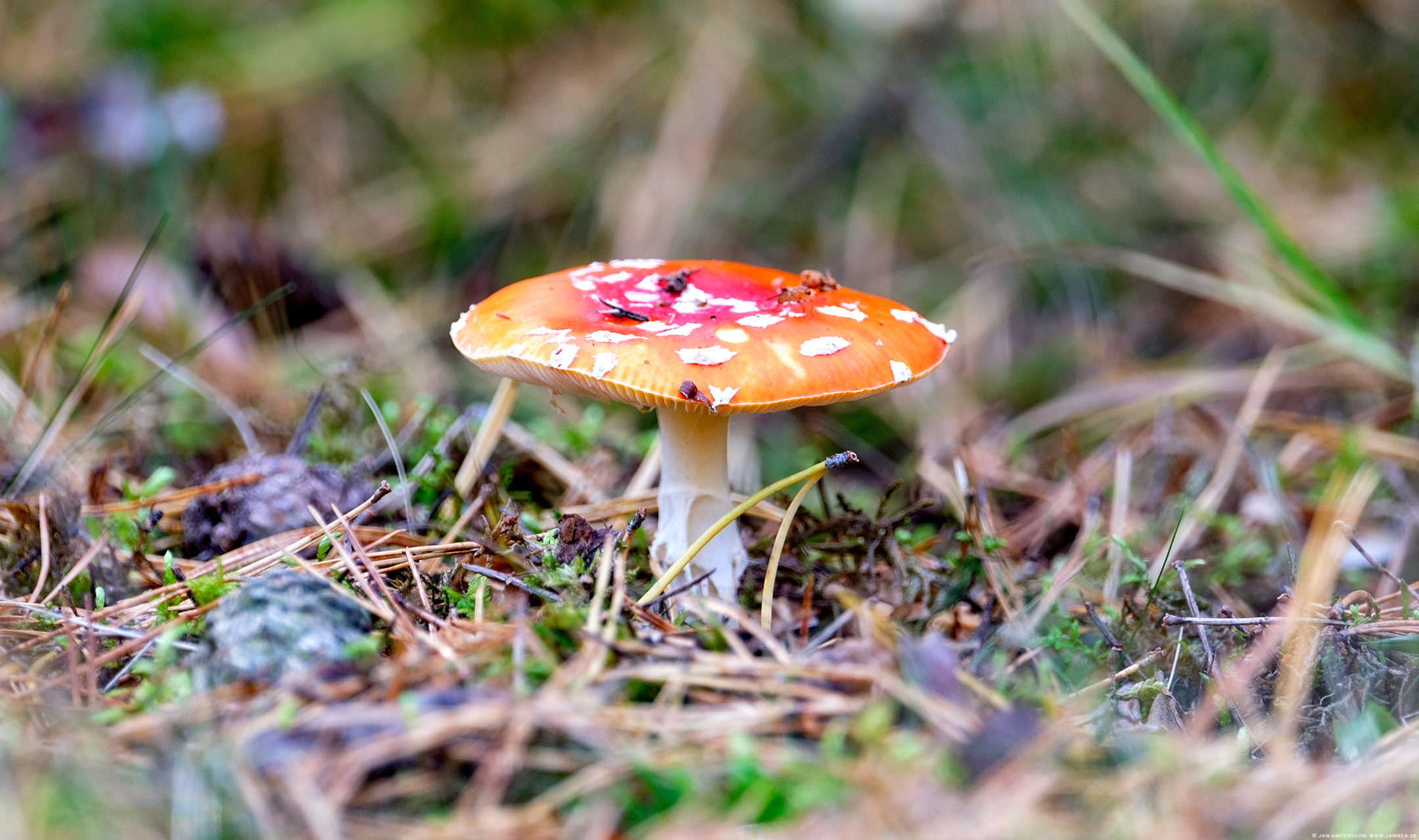 Svampställe på natursöndag