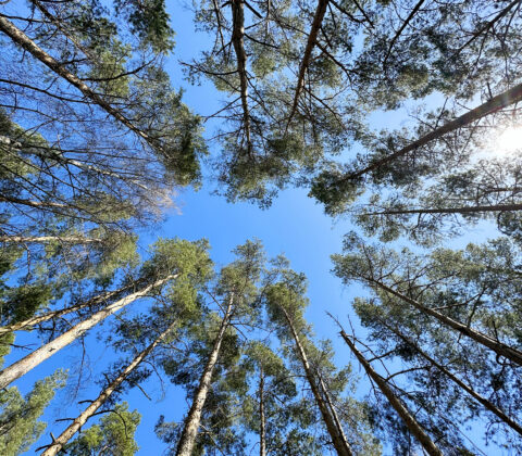 Natur igår, lättja idag