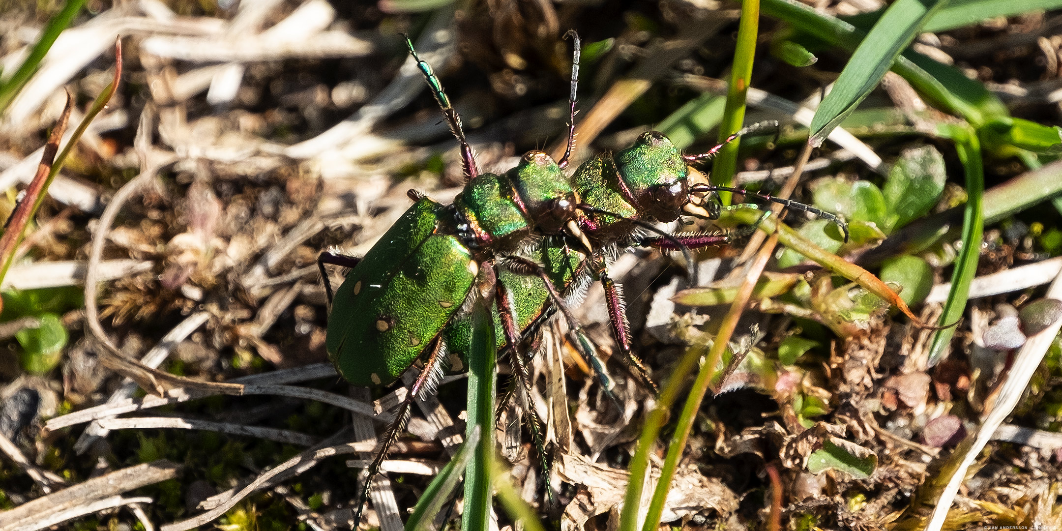 Grön sandjägare (Cicindela campestris)