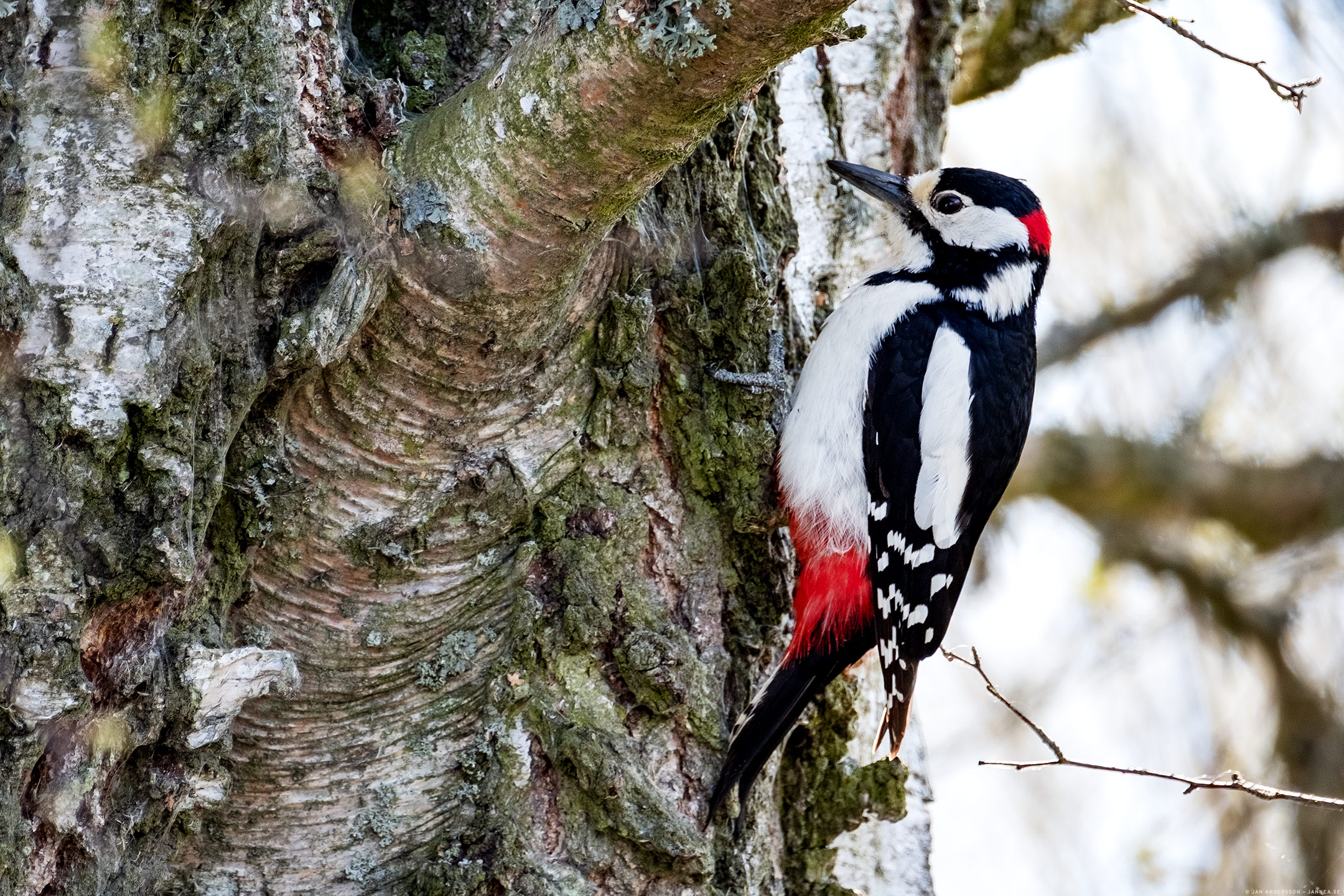 Större hackspett  (Dendrocopos major)