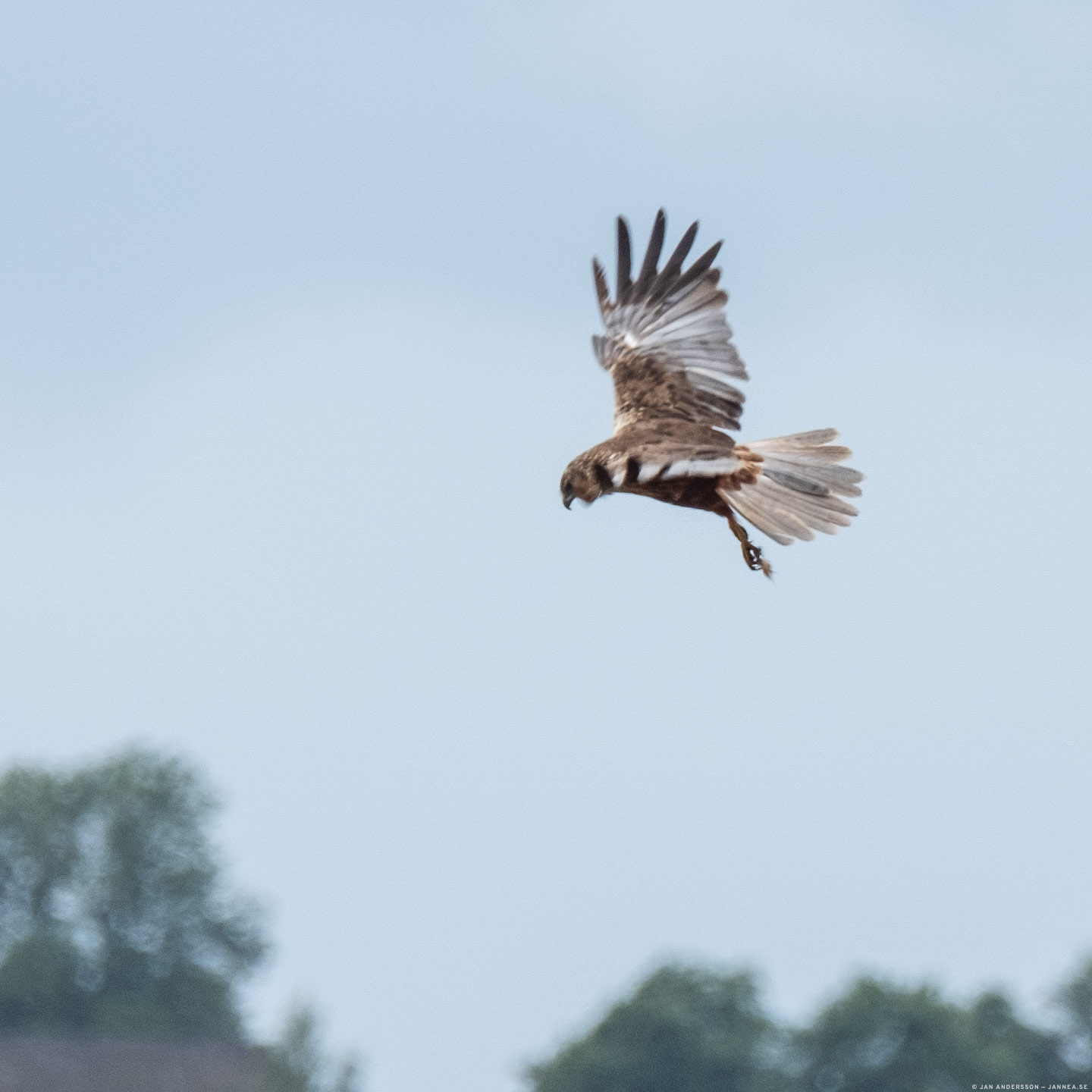 Ormvråk (Buteo buteo)