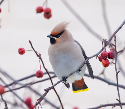 Sidensvans (Bombycilla garrulus)