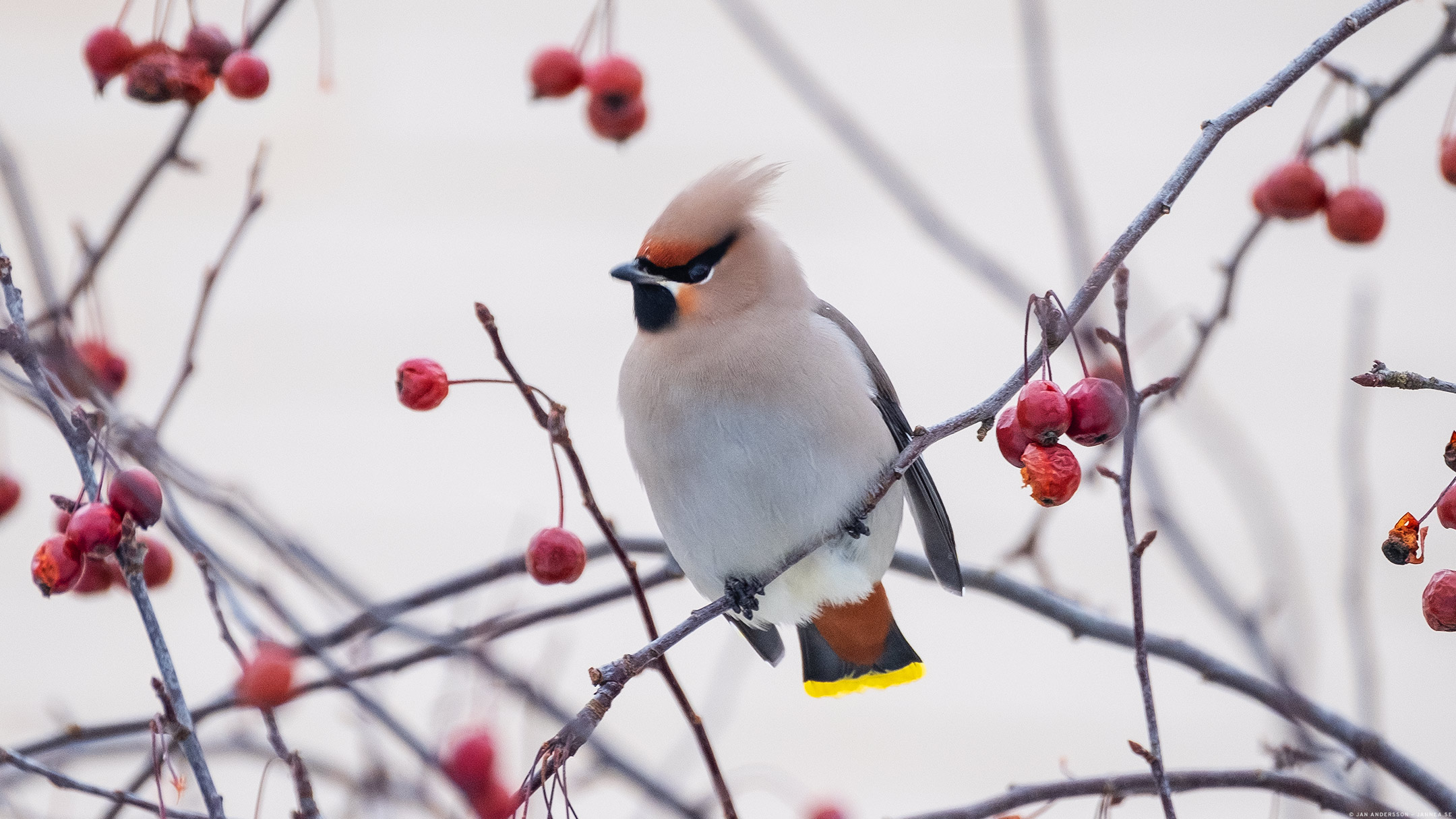 Sidensvans (Bombycilla garrulus)