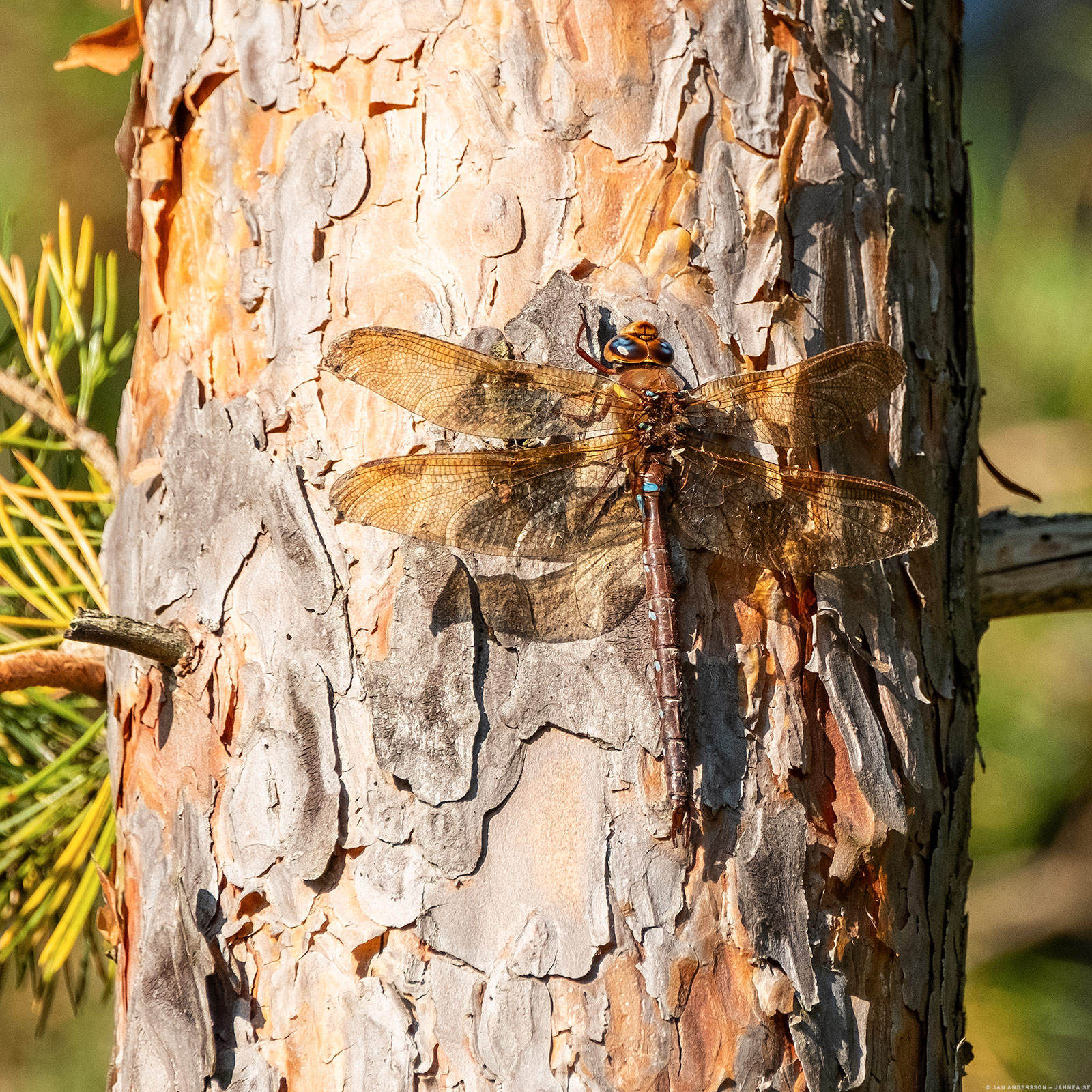 Brun Mosaikslända (Aeshna grandis)