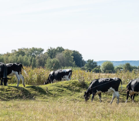 Fortsatt söndag i solen