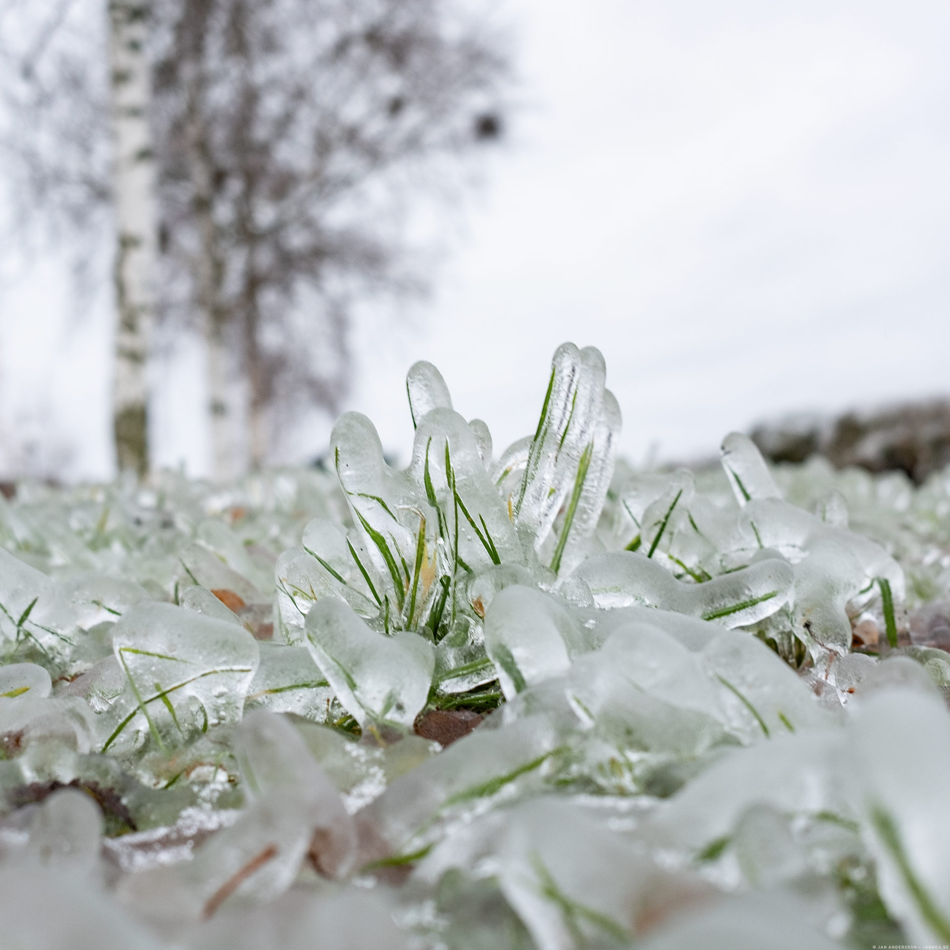 Väldigt obehagligt novemberväder