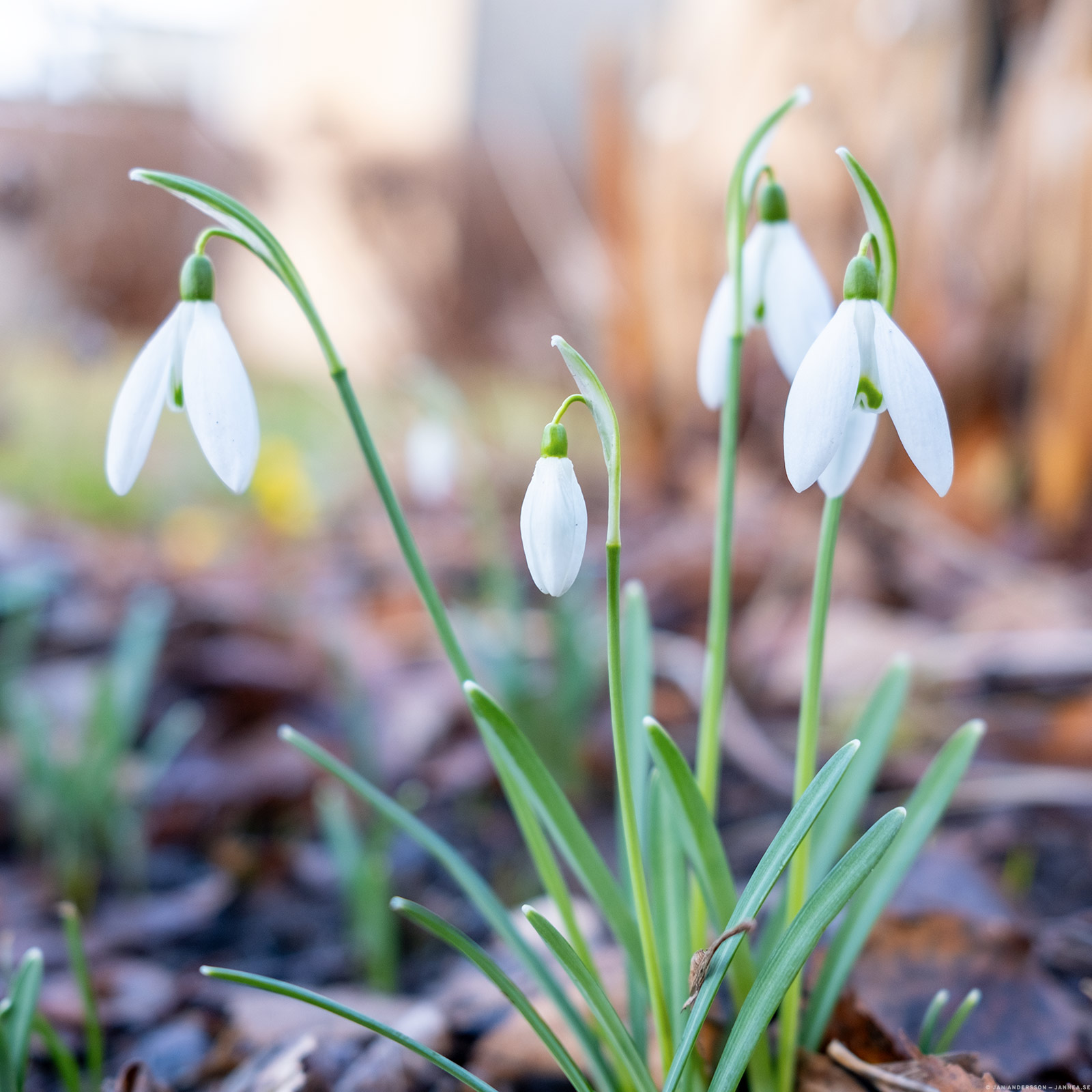 Det var snödroppar på föräldrarnas uteplats.