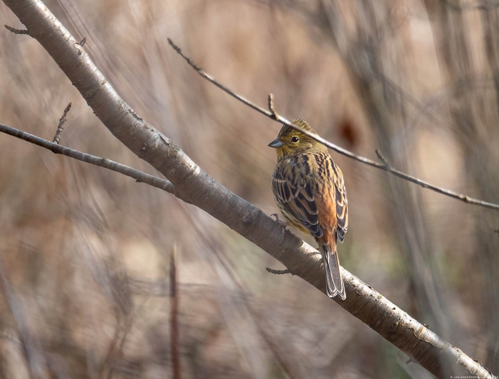 Ännu en liten Gulsparv (Emberiza citrinella) som jag hälsade på.