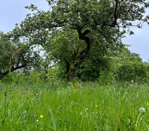 Hemma vid köksbordet fast i ett långt möte nere i Skåne